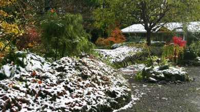 Photo of How to Tackle Your Garden Before Winter Arrives